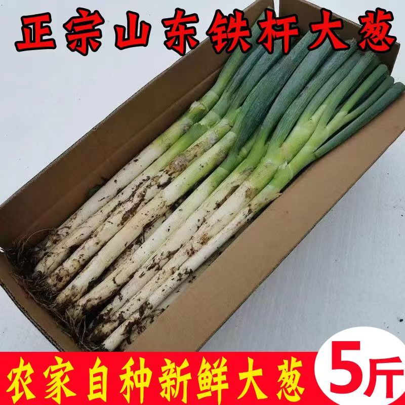 直播福利）山东铁杆大葱 5斤