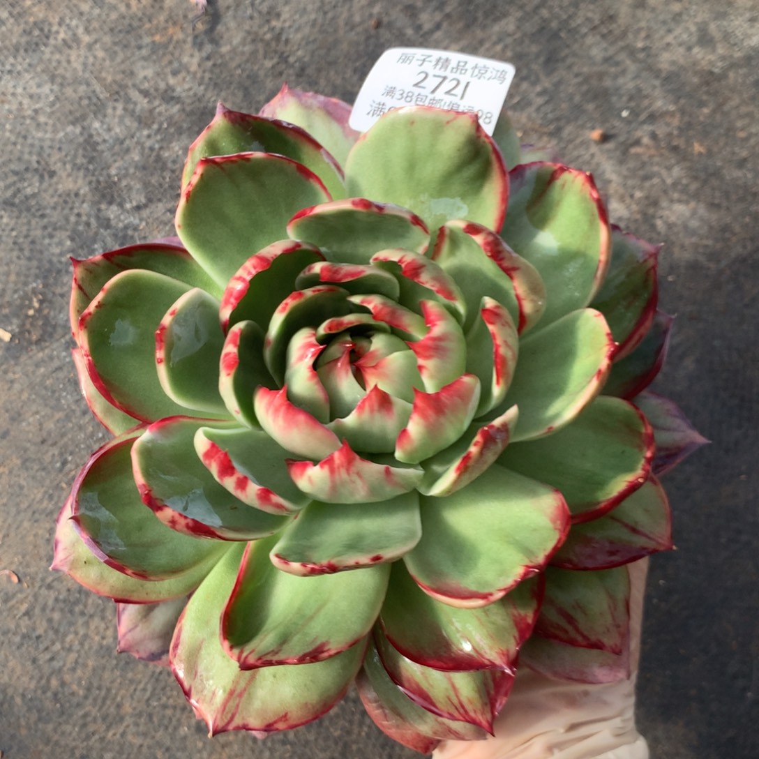 2721号多肉植物惊鸿20厘米