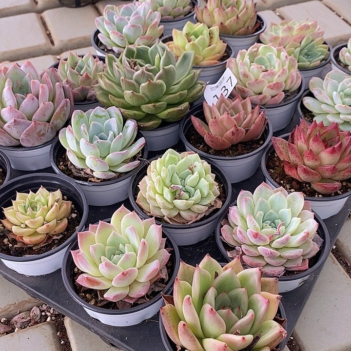 137 多肉植物盆栽花卉