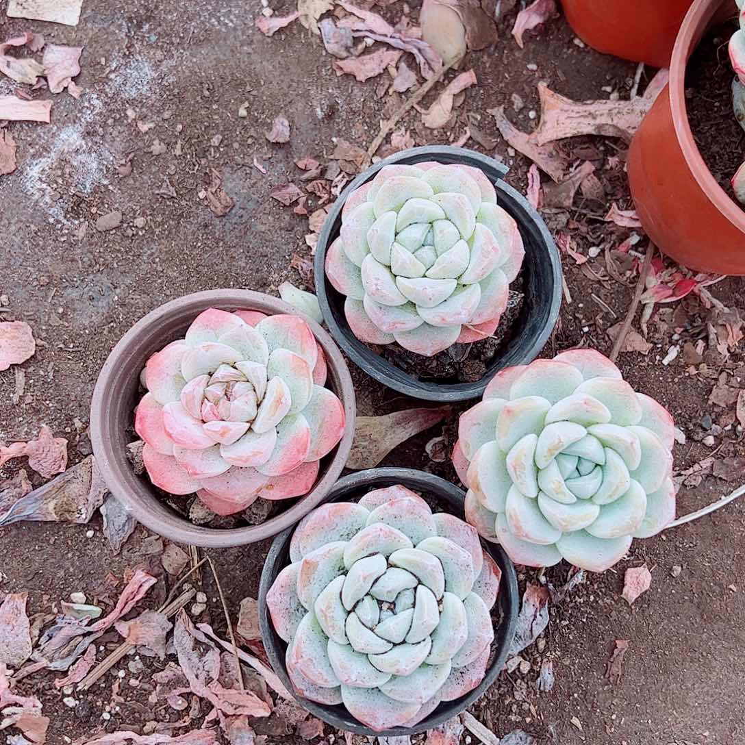 冰玉大单头精品四盆