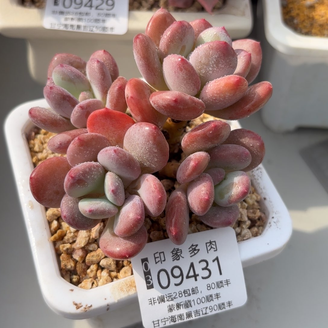 多肉植物09431gg