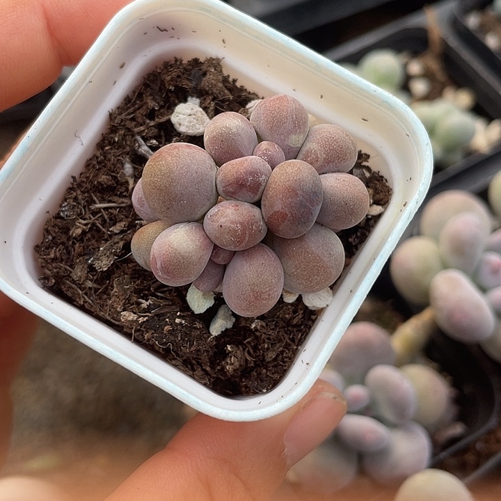 一我一拍糖果群满18包邮