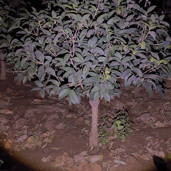 当前无花栽培后可以开花F****g