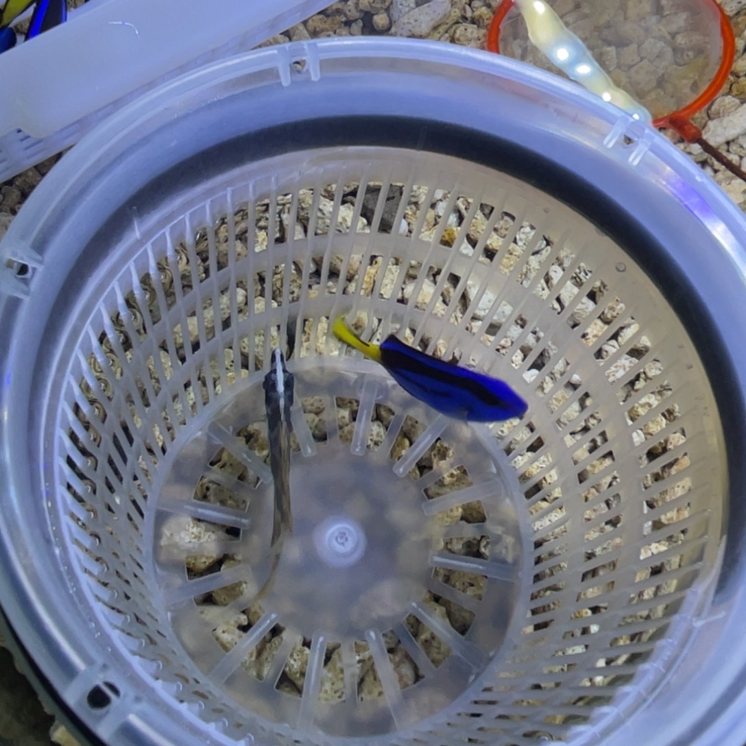 海水鱼黄狐狸一条顺丰包邮
