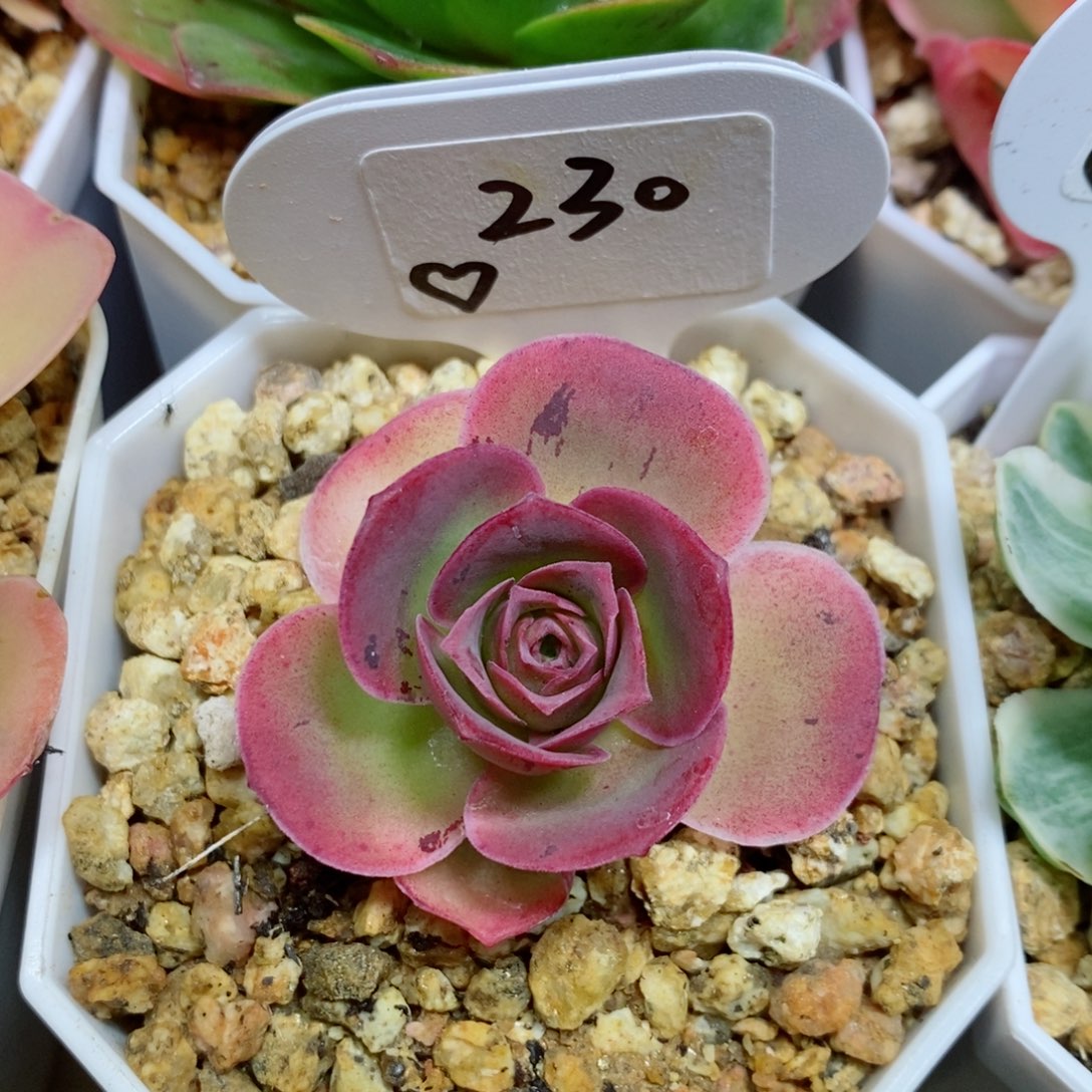 烟花个头不大。   230。