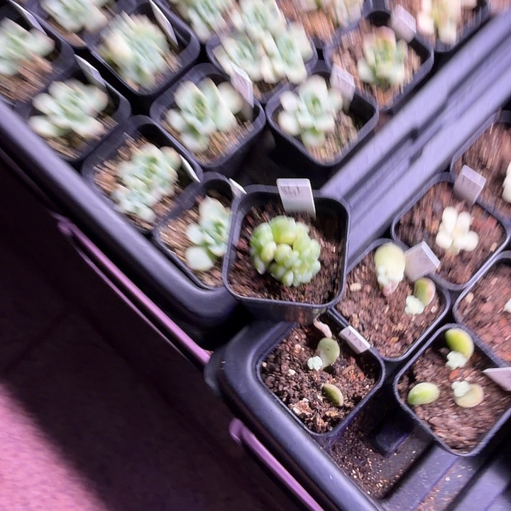 ****容止双头4公分盆口