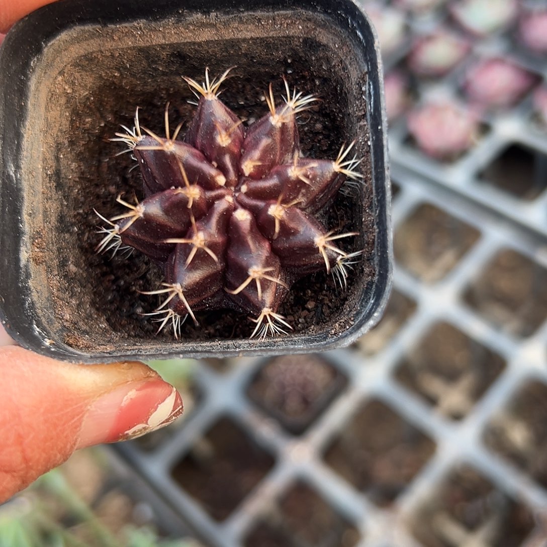 多肉植物黑寡妇球球