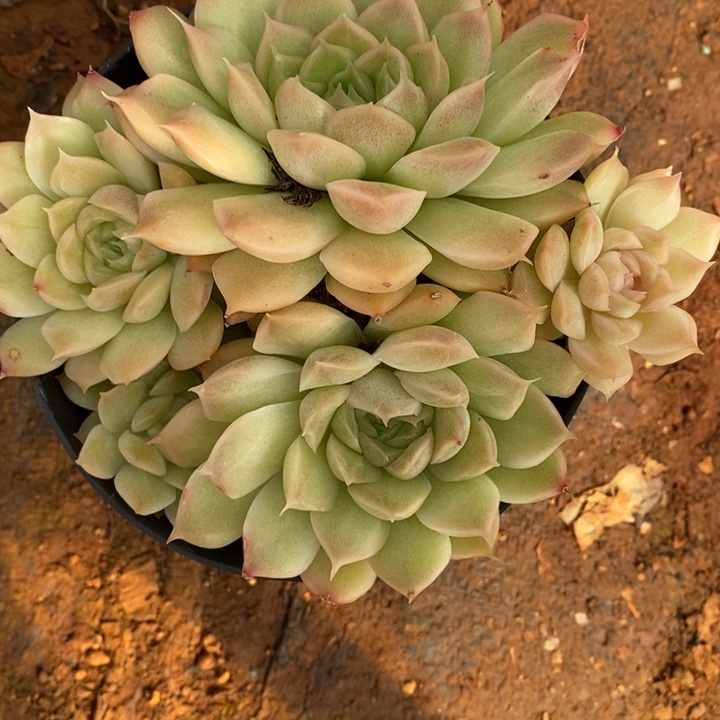 2295杂交老桩基地～12厘米