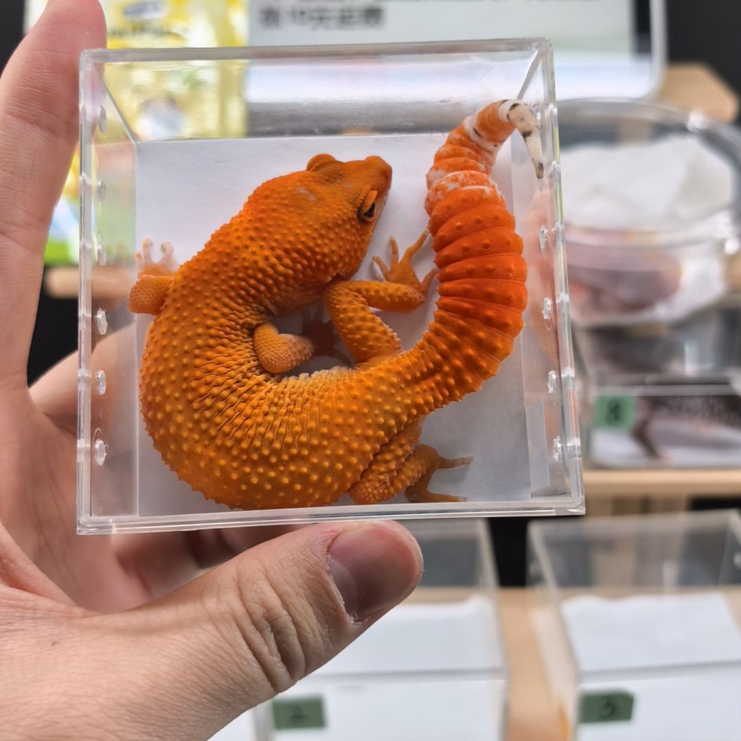 豹纹守宫蜜橘亚成公7.28出壳体重34克