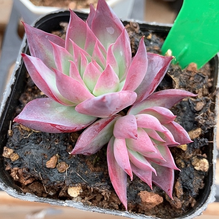 多肉植物惊鸿782