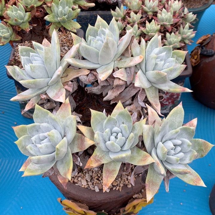 塞丽娜，2月8日发货多肉