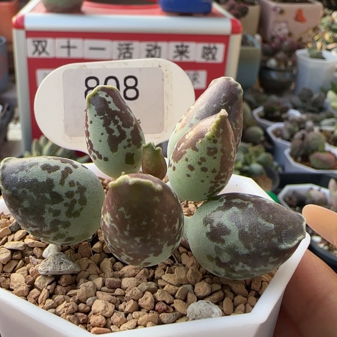 *****福利。   808。     