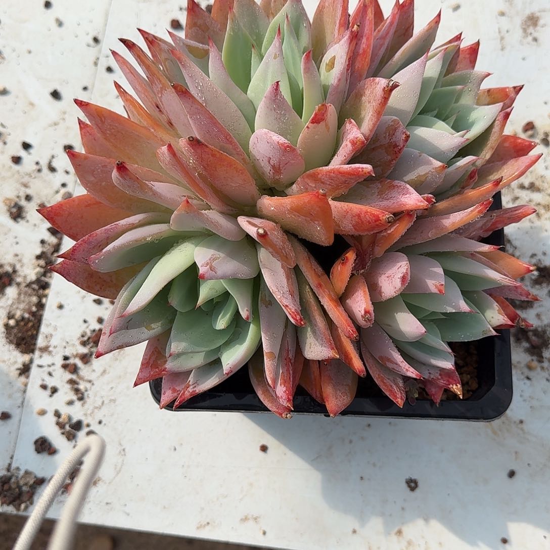 花园多肉植物0000