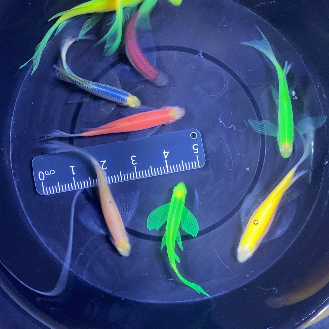 斑马鱼蝶翼斑马3.5-4厘米9条