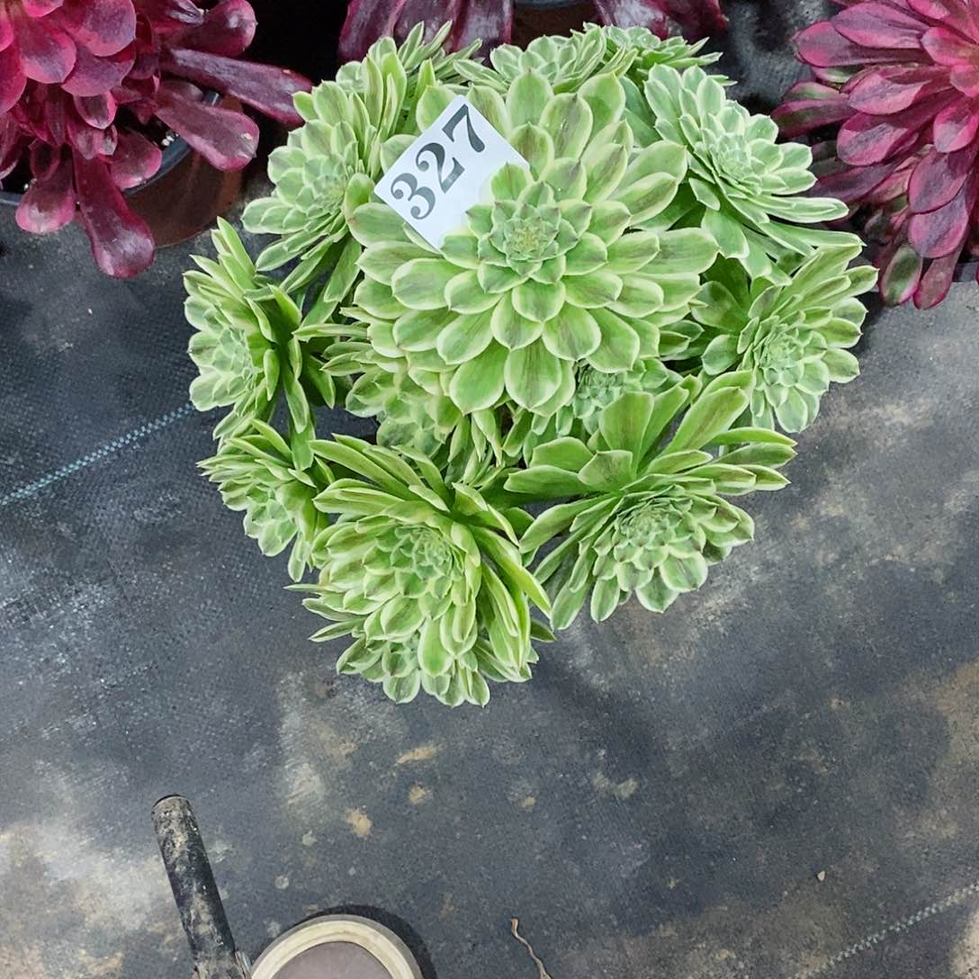 小****聊碧浪327多肉法师植物