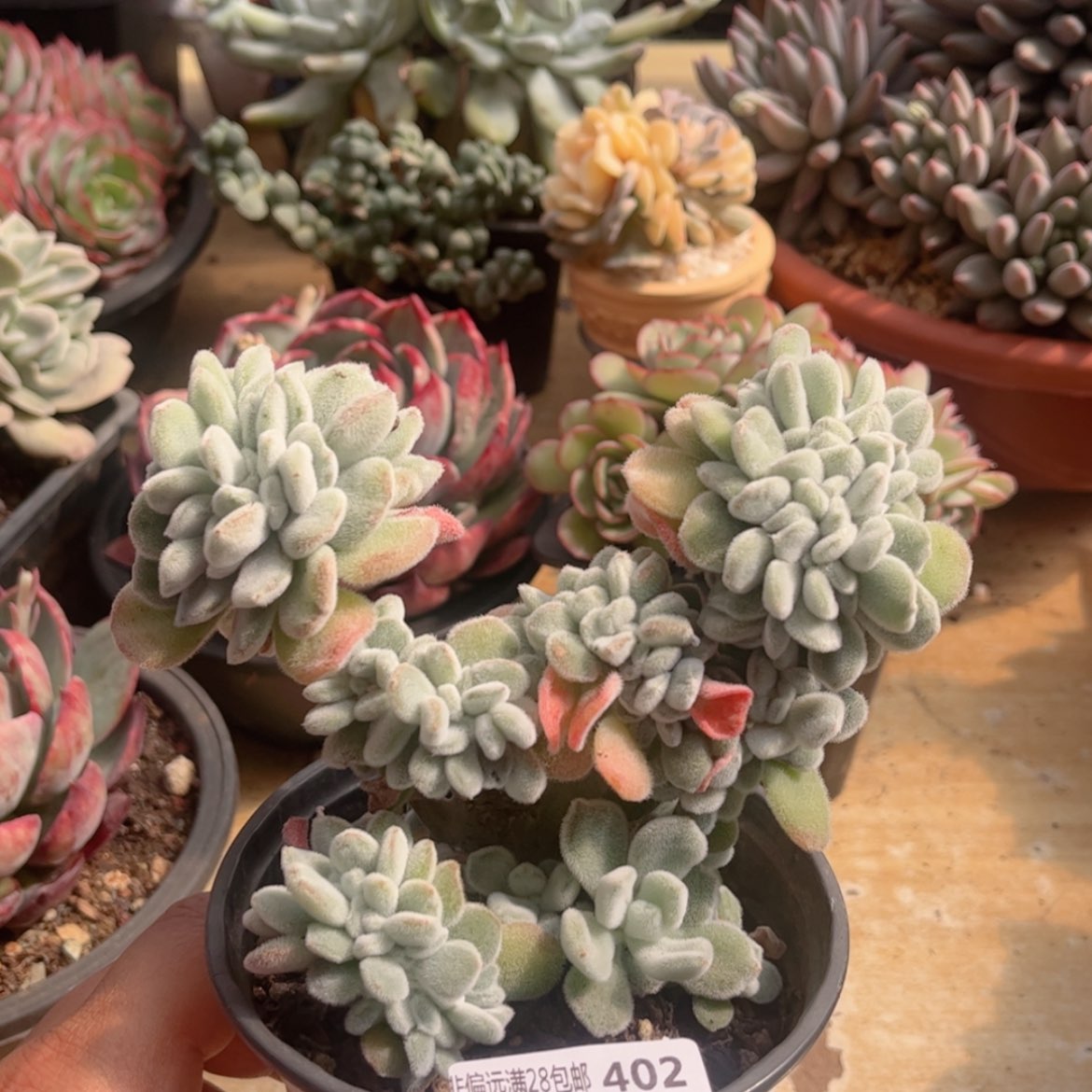 【闪购商品】402雪晃星缀