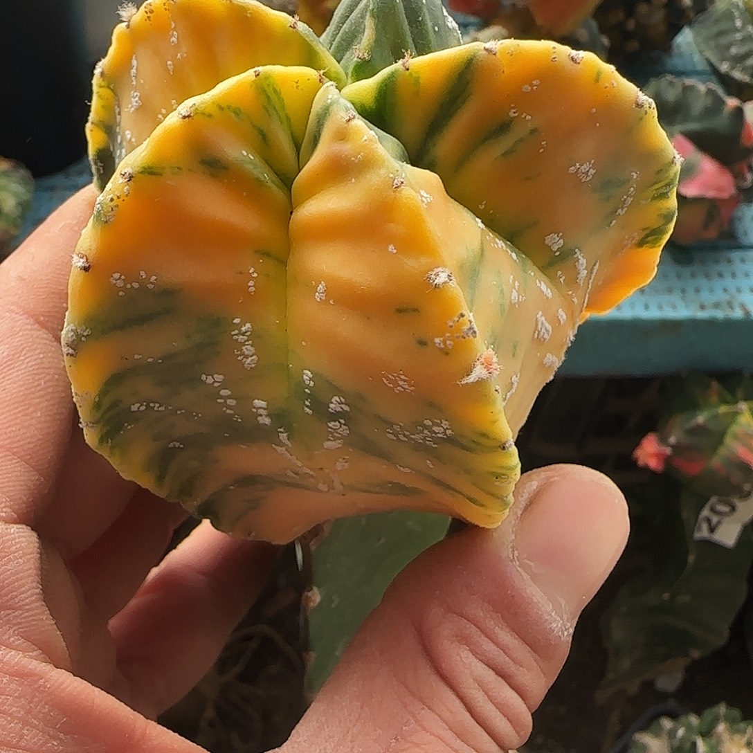 鸾锦204仙人球开花