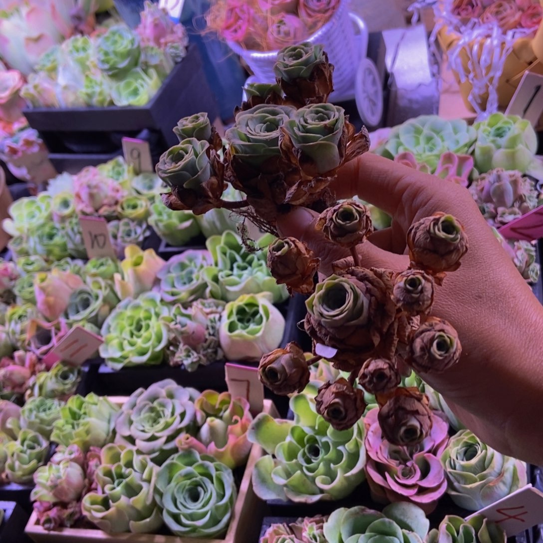 飘***逸山地玫瑰多肉植物花卉57飘支