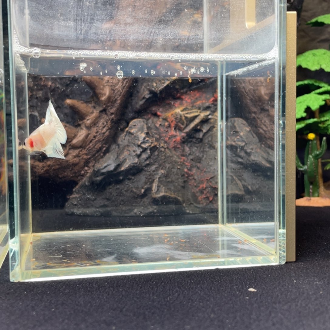 斗鱼十一月十五日竞价