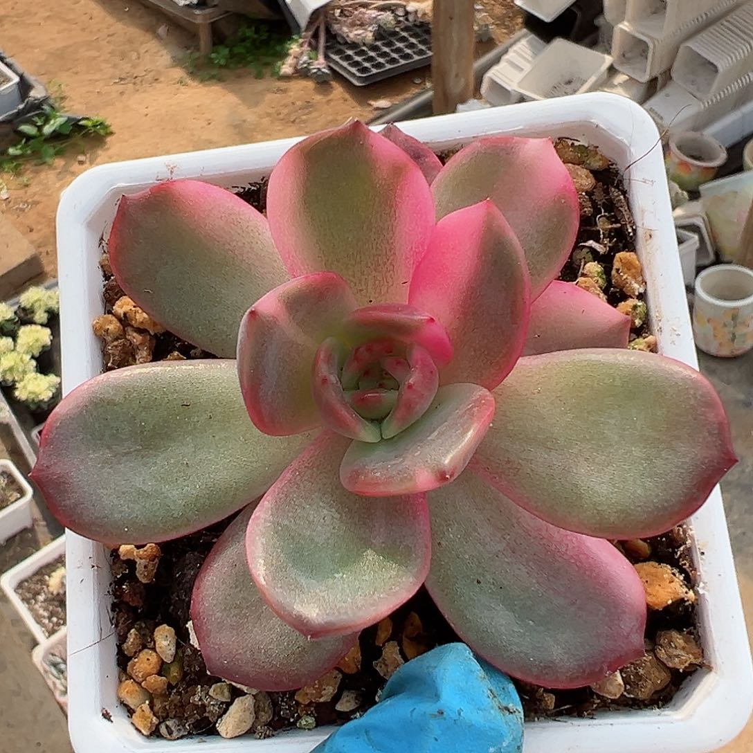 性感的皮皮，多肉植物