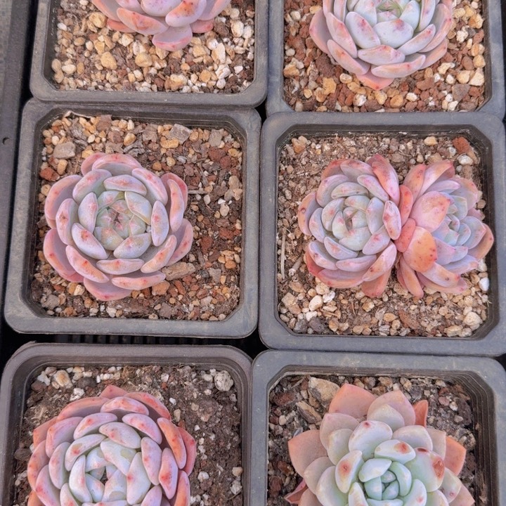 开播福利橙梦露组合