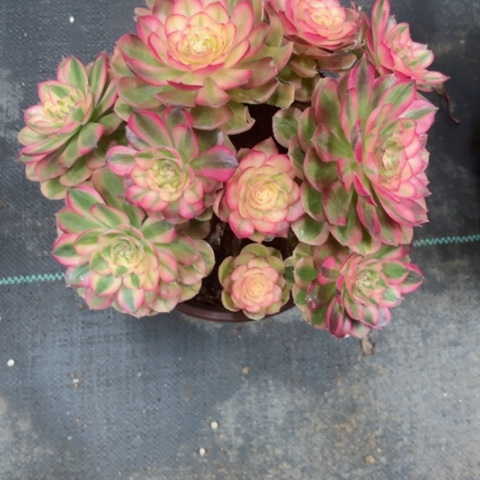 多肉植物万白锦。