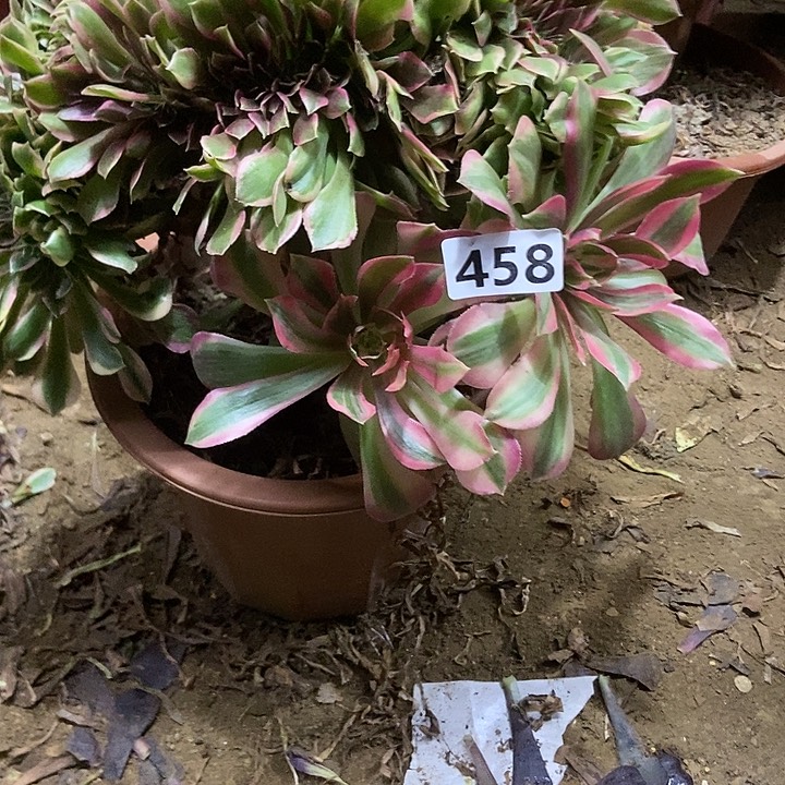 458洛神变异老庄朵朵