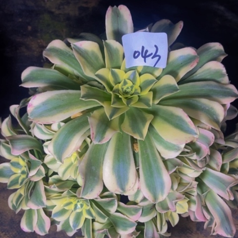 绿体美杜莎多肉植物43多肉