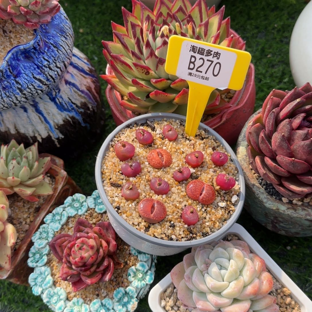 小**尼多肉植物生石花哇塞