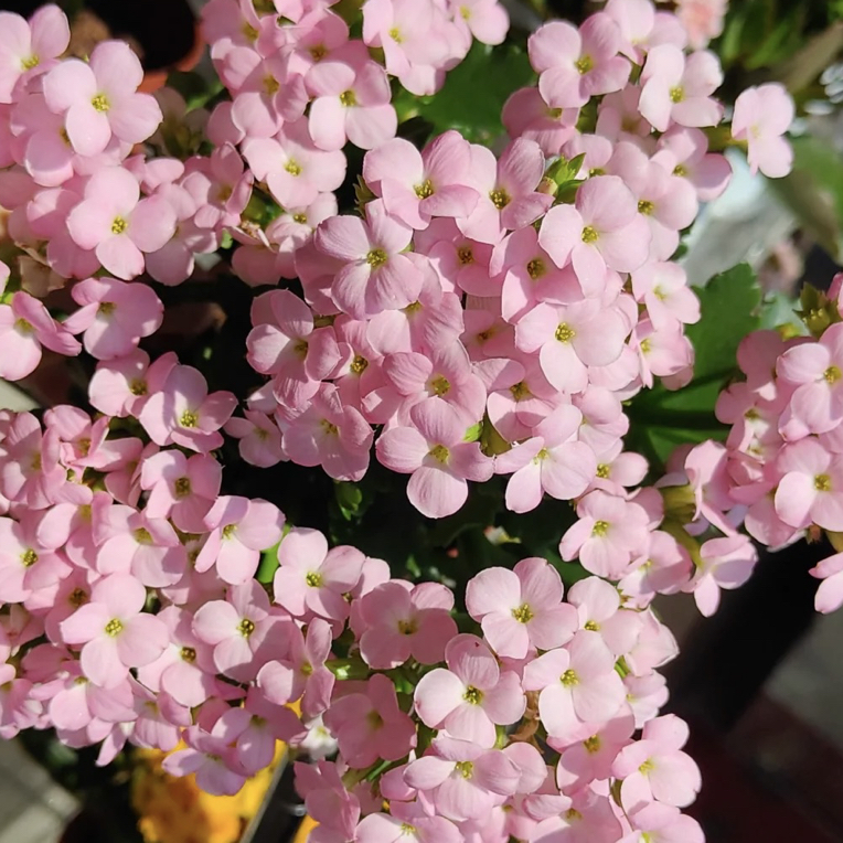 长寿花（比兰达）单瓣110规格精美盆栽