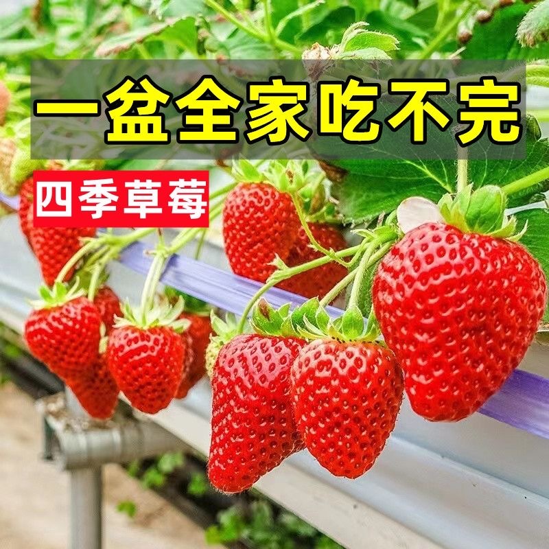 【25年新苗】奶油草莓秧苗盆栽四季草莓苗南方北方种植当年结果