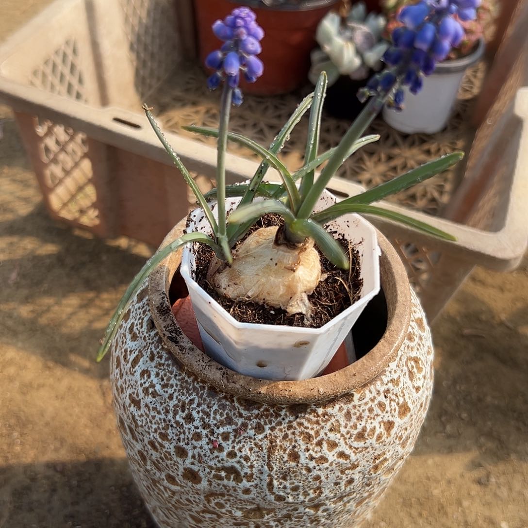 多肉植物葡萄风信子