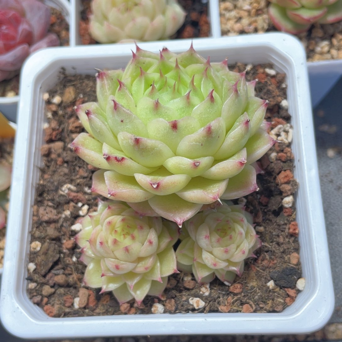 优选麦杆福利831