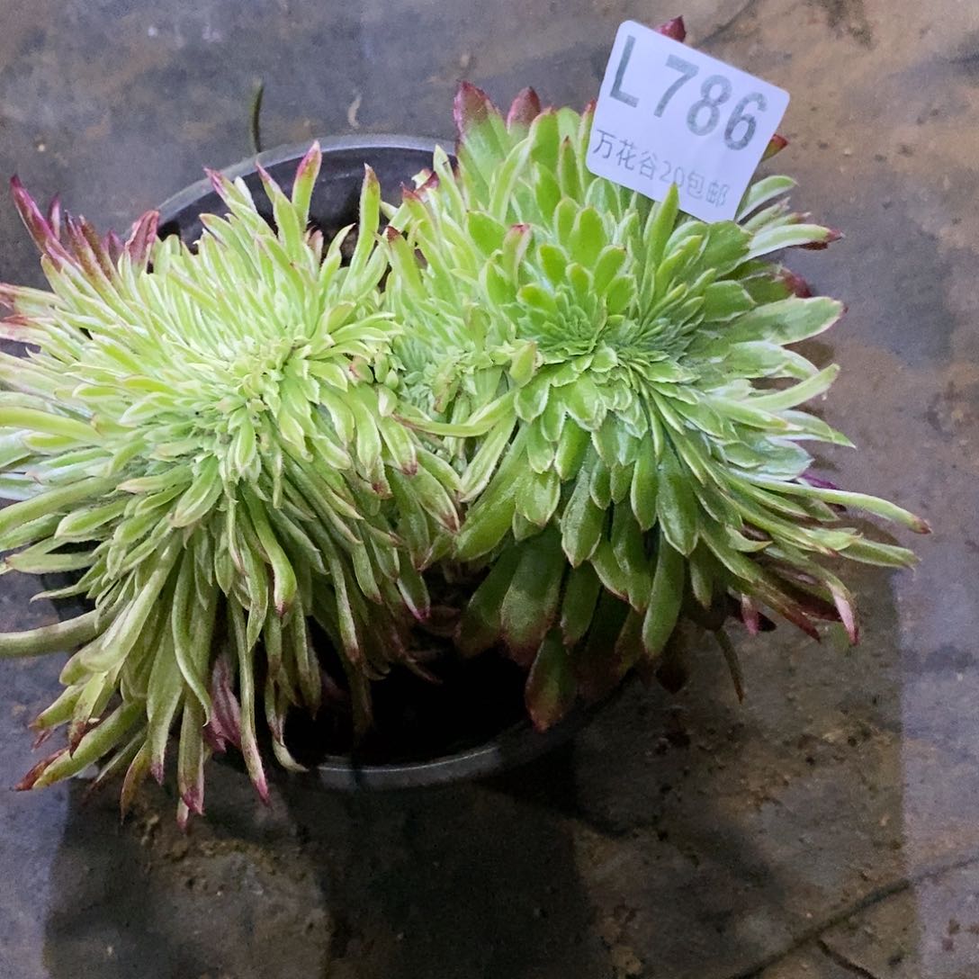 786金丝菊阴阳缀多肉植物