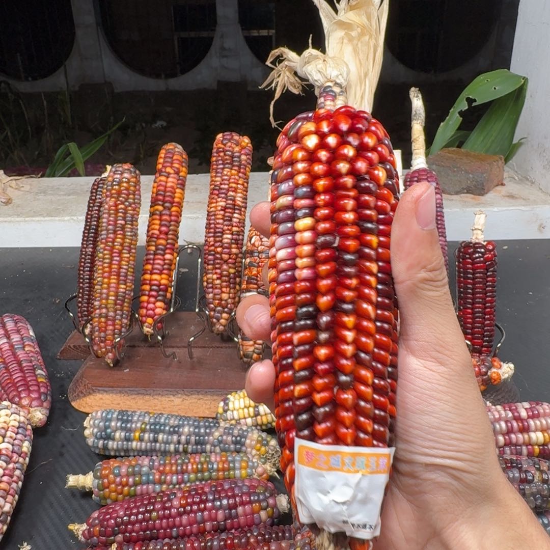 蜜***工柏香籽/百香籽吊坠