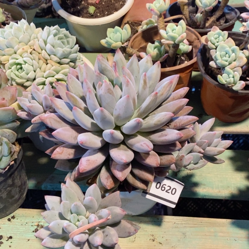 【闪购商品】所罗门0620