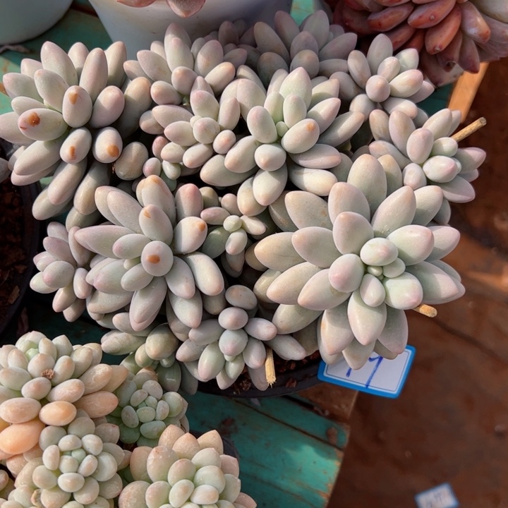 19粉恋平平安安健健康康