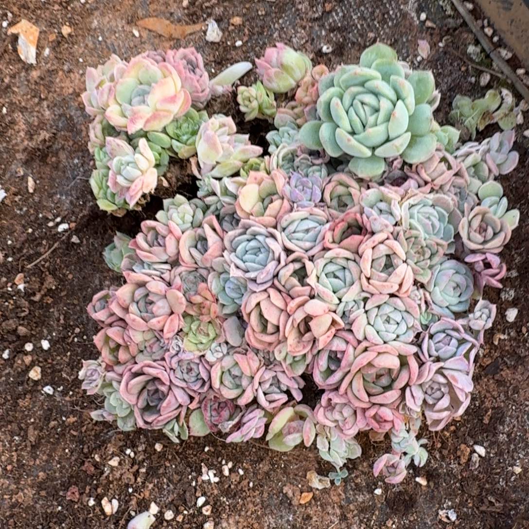 9-37糖心切糕一份量拍发货