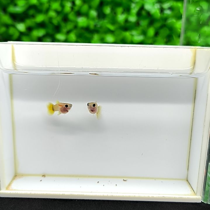 海水鱼黄金玻璃猫一公一母满30包邮，不满加10元。