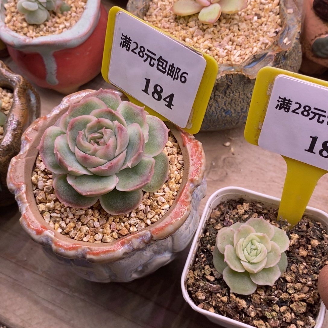 静***心6184.185水晶虾饺多肉……