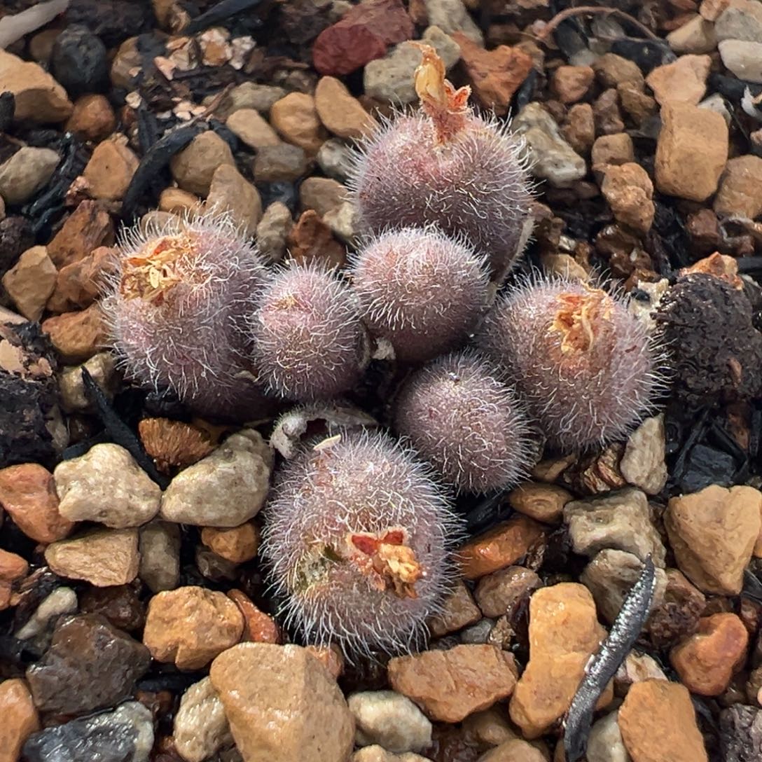 541多肉植物种类多样