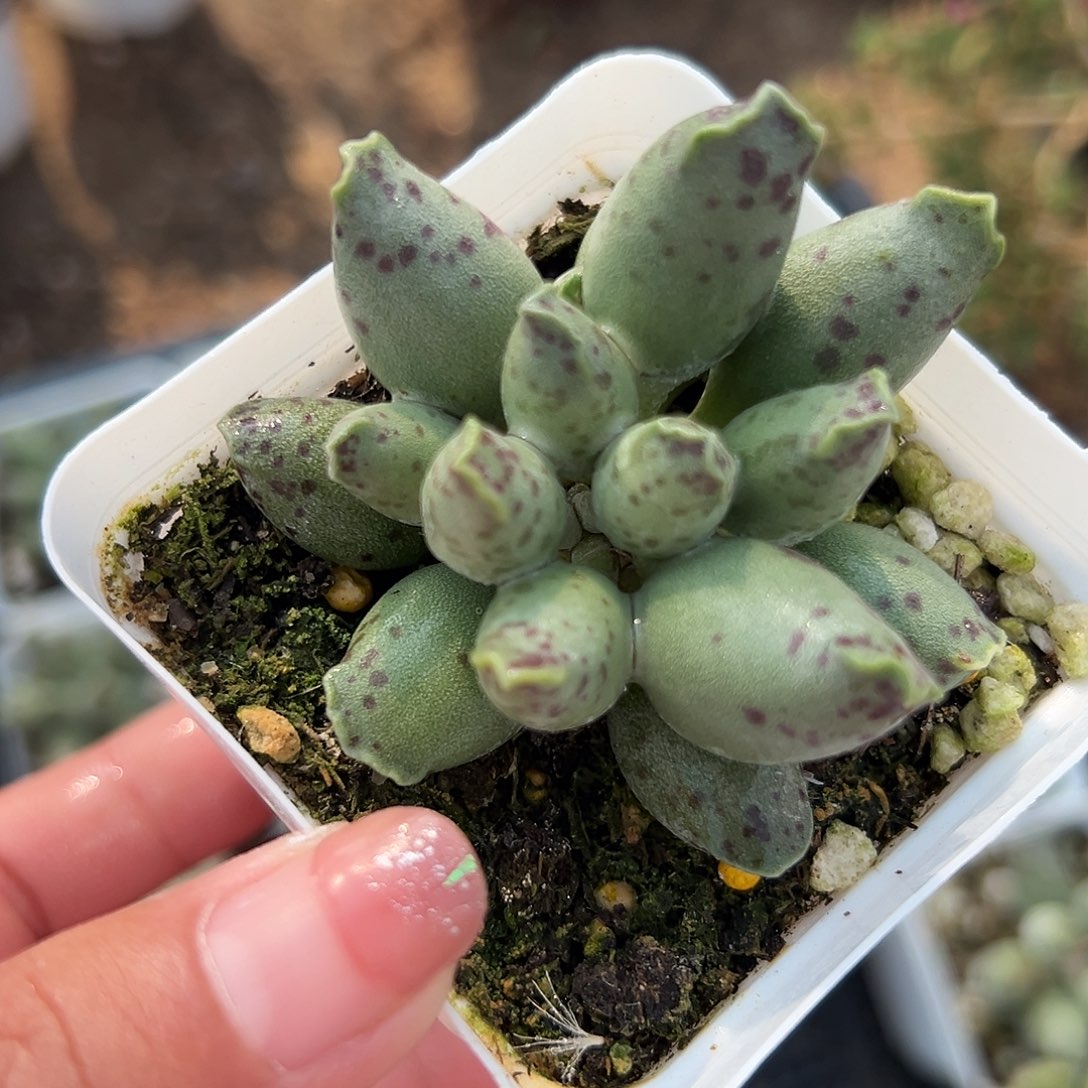 多肉植物海豹多肉植物