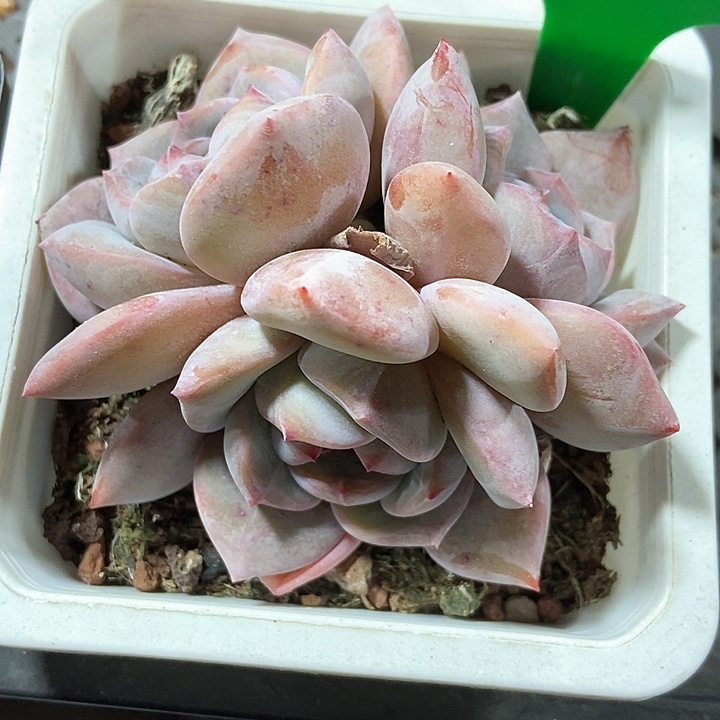 多肉植物石榴籽1675