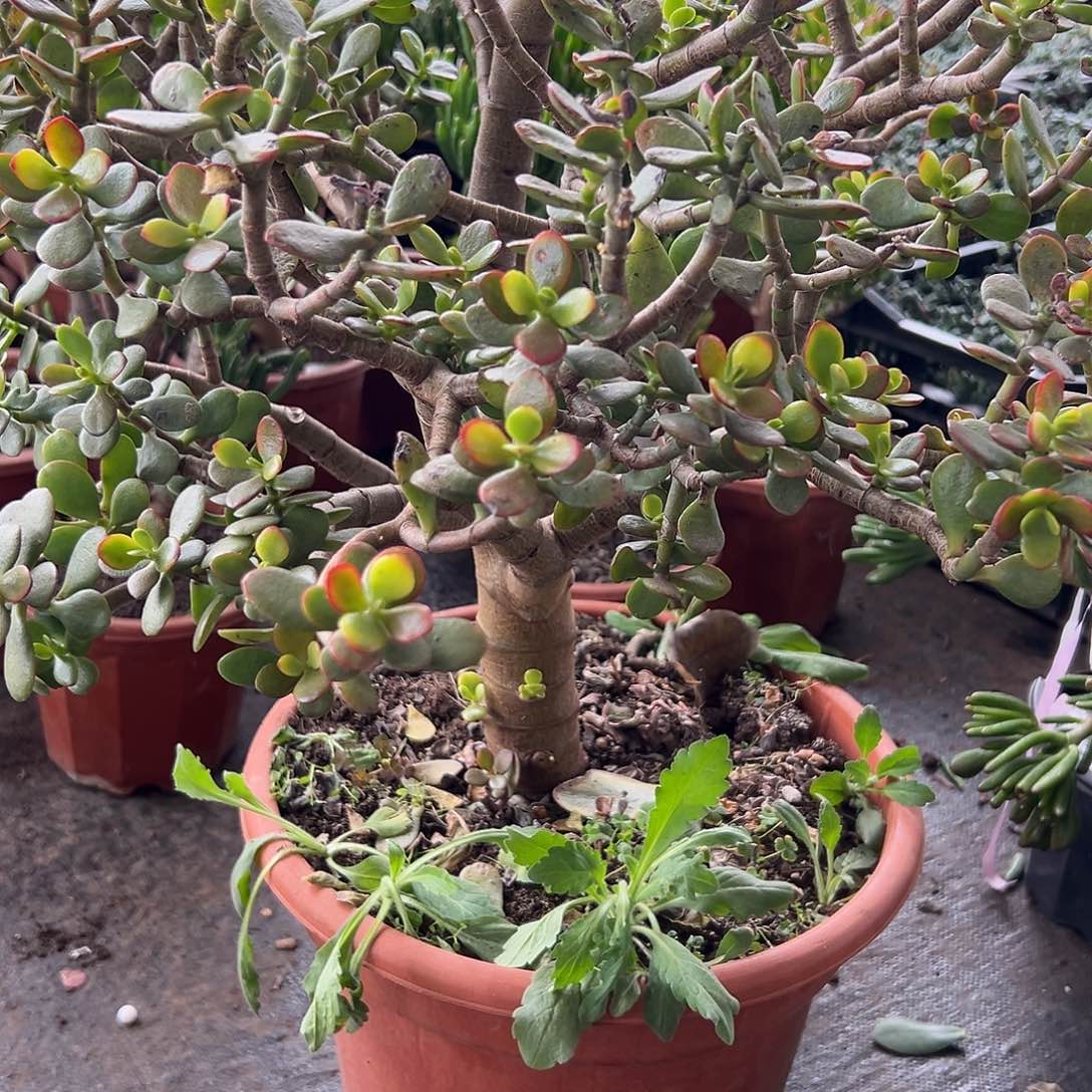 兴***厂完全开放姬红老桩砍头一物一拍