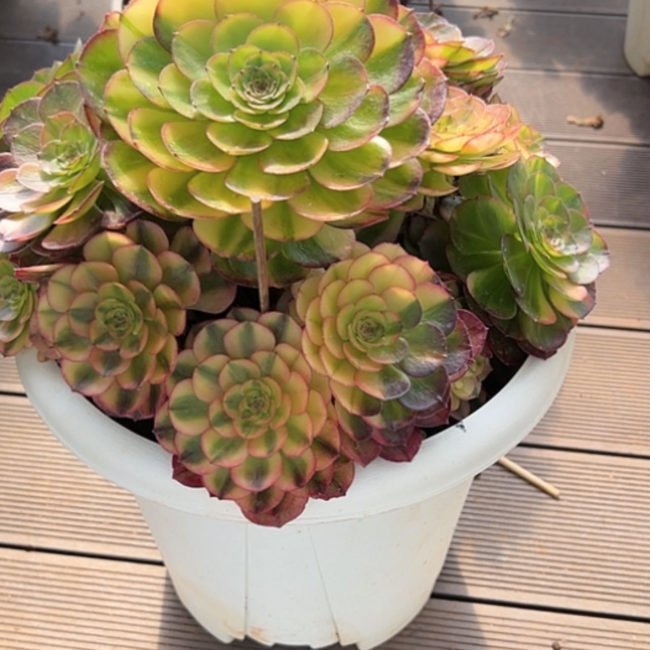 【闪购商品】红陶简**丹11111111111111