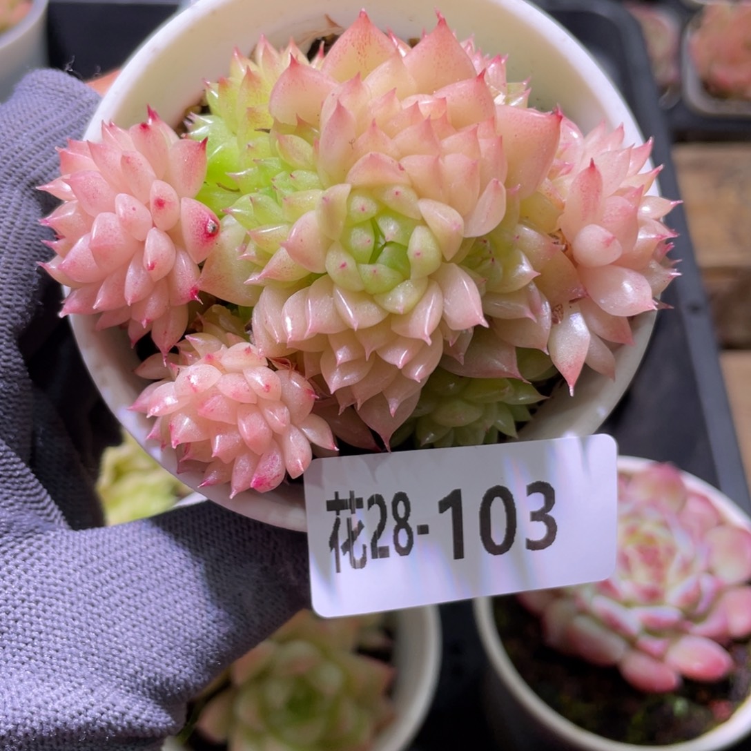 花利美28-103麦秆