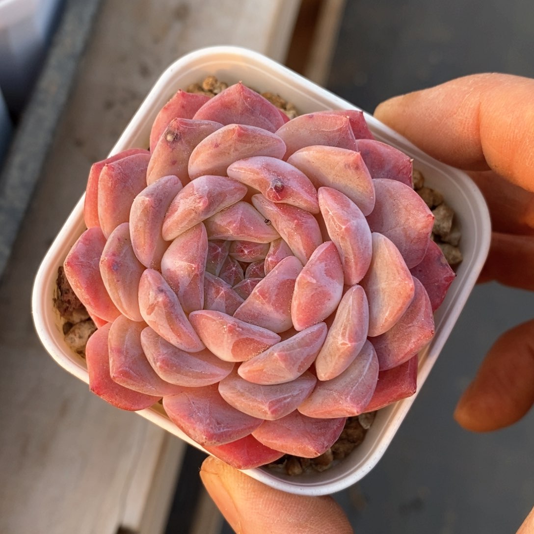 精品多肉一物一拆不包整538