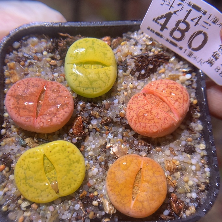 精品生石花214.480