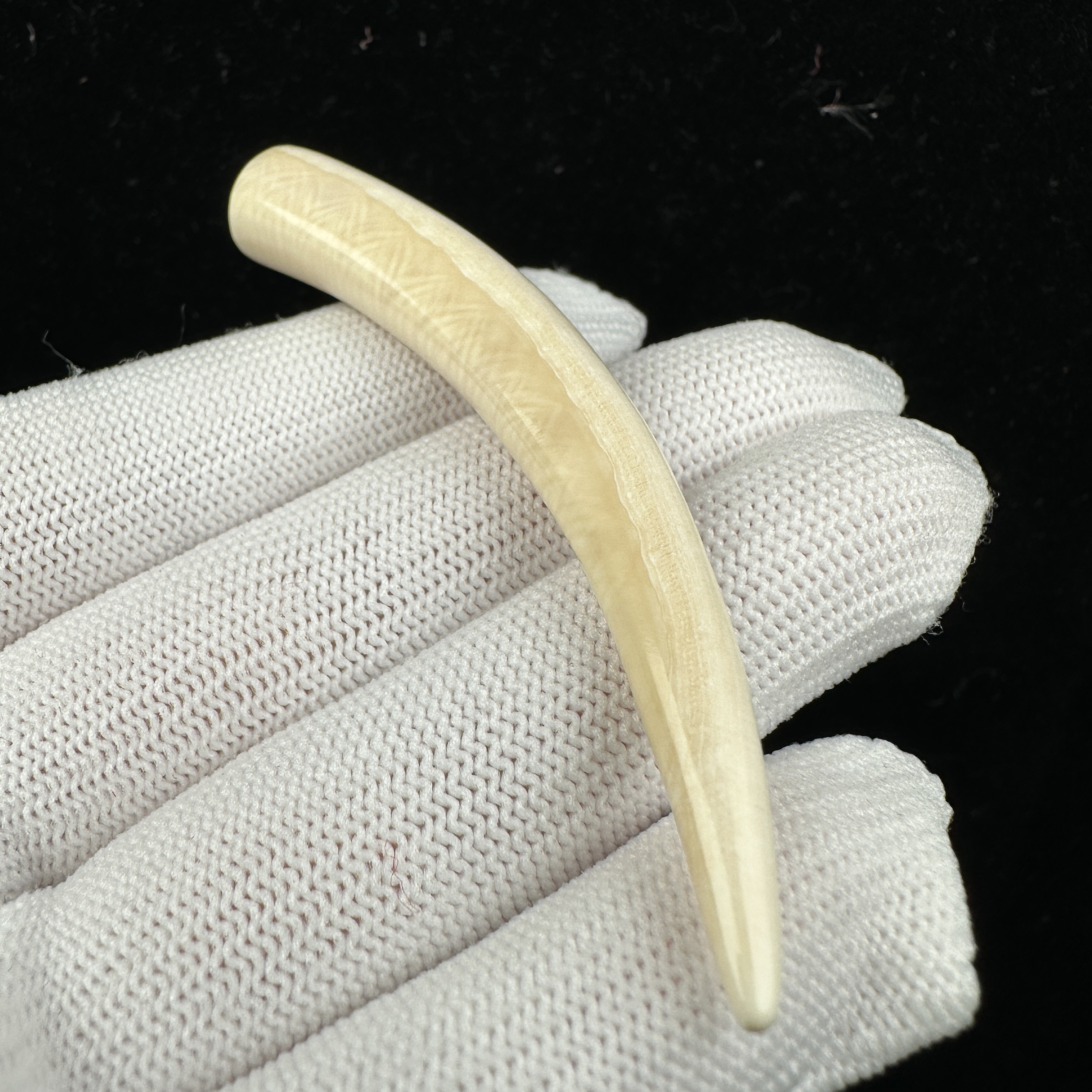 D4479天然猛犸牙 牙尖 74.4mm支持鉴定 假一罚四