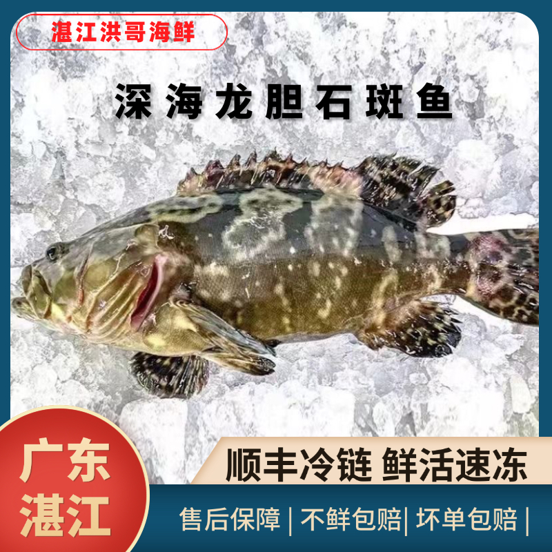 【1618大龙胆石斑鱼】大石斑鱼湛江生鲜深海龙胆石斑鱼新鲜活鱼